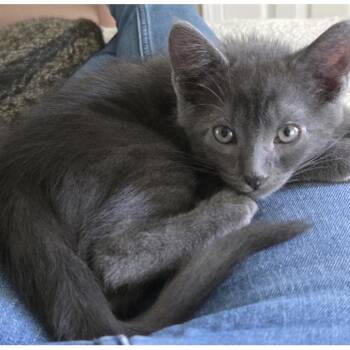 Eloise -  Domestic Short Hair Cat for Adoption in Buffalo, New York - Eloise | PetCurious