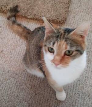 Pumpkin -  Domestic Short Hair Cat for Adoption in Heathsville, Virginia - Pumpkin | PetCurious