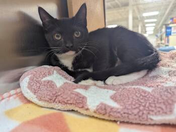 Leonor -  Domestic Short Hair Cat for Adoption in Seven Valleys, Pennsylvania - Leonor | PetCurious