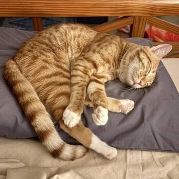 Reuben -  Domestic Short Hair Cat for Adoption in Fort Lauderdale, Florida - Reuben | PetCurious