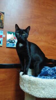 Emma -  Domestic Short Hair Cat for Adoption in Bell Gardens, California - Emma | PetCurious