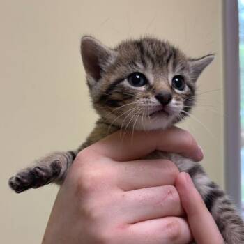 Clyde -  Domestic Short Hair Cat for Adoption in Wilmington, Delaware - Clyde | PetCurious
