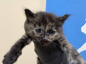 YOSHI -  Domestic Medium Hair Cat for Adoption in Thousand Palms, California - YOSHI | PetCurious