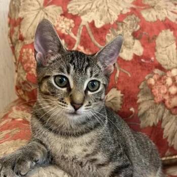 Brisk -  American Shorthair Cat for Adoption in Freeport, Florida - Brisk | PetCurious