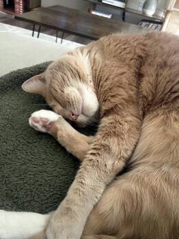 Rescue Domestic Short Hair Cats for Adoption in Smithfield, Virginia - Momo | PetCurious