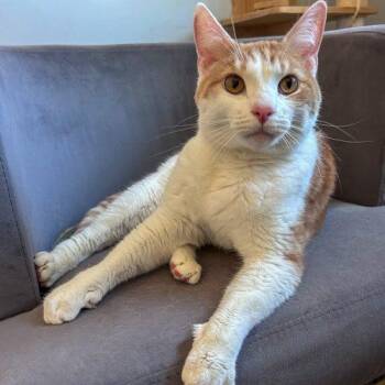 Saturn -  Domestic Short Hair Cat for Adoption in Fishers, Indiana - Saturn | PetCurious