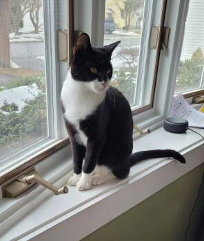 Domestic Short Hair Cats Available for Adoption - Smudge | PetCurious