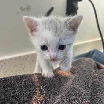 Tenor -  Domestic Short Hair Cat for Adoption in Auburn, Alabama - Tenor | PetCurious