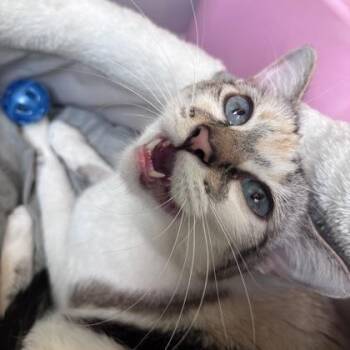 Azul -  Siamese and Domestic Short Hair Cat for Adoption in Janesville, Wisconsin - Azul | PetCurious