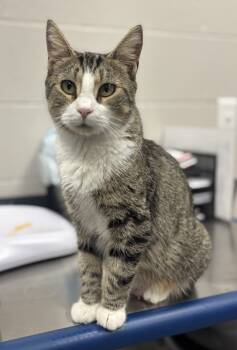 Rescue Domestic Short Hair Cats for Adoption in Sheboygan, Wisconsin - Mummy | PetCurious