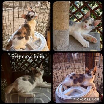 PRINCESS LEIA -  Domestic Short Hair Cat for Adoption in Beaumont, California - PRINCESS LEIA | PetCurious