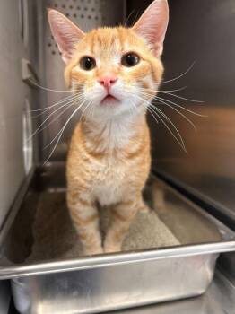 Domestic Short Hair Cats Available for Adoption in Minot, North Dakota - Gabe | PetCurious