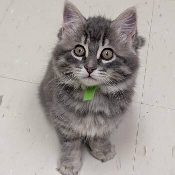 Onyx -  Domestic Long Hair Cat for Adoption in Wakefield, Quebec - Onyx | PetCurious