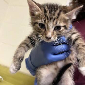 Blueberry Muffin -  Domestic Short Hair Cat for Adoption in Charlottesville, Virginia - Blueberry Muffin | PetCurious