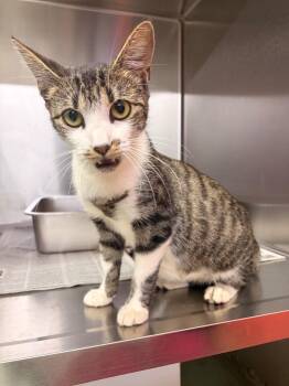 Valentine -  Domestic Short Hair Cat for Adoption in Murray, Kentucky - Valentine | PetCurious
