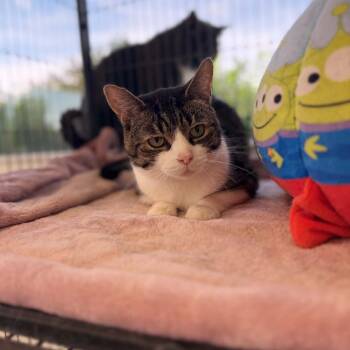 Bert -  Domestic Short Hair Cat Available for Adoption in Portage, Michigan - Bert | PetCurious