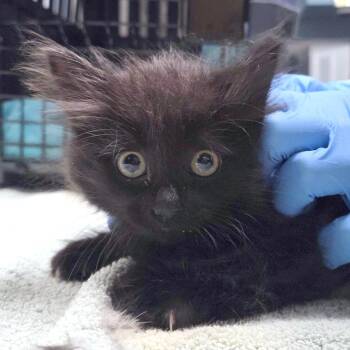 Ooze Lagoon -  Domestic Long Hair Cat for Adoption in Providence, Rhode Island - Ooze Lagoon | PetCurious