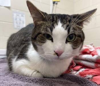 Grayson -  Domestic Short Hair Cat for Adoption in Westland, Michigan - Grayson | PetCurious