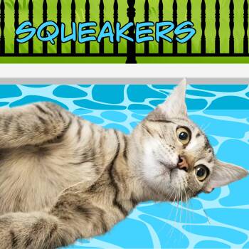 Squeakers -  Domestic Short Hair Cat for Adoption in Aransas Pass, Texas - Squeakers | PetCurious