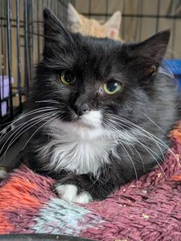 Rescue Domestic Long Hair Cats for Adoption in Montclair, New Jersey - Lindy | PetCurious