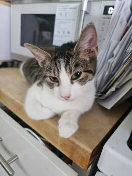American Shorthair Cats Available for Adoption - Grayson | PetCurious