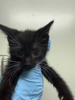 Carino -  Domestic Short Hair Cat for Adoption in Evansville, Indiana - Carino | PetCurious