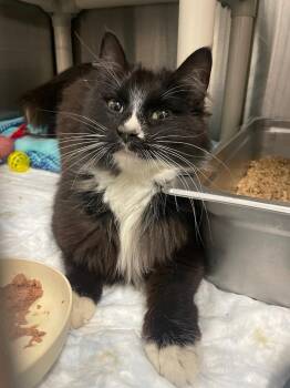 Socks -  Domestic Medium Hair Cat for Adoption in Calhoun, Kentucky - Socks | PetCurious