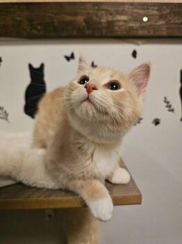 Domestic Short Hair Cats Available for Adoption - Cheddar | PetCurious