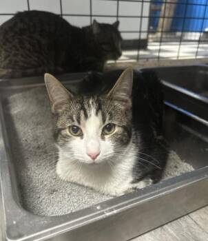 Rescue Domestic Short Hair Cats for Adoption in Chicago, Illinois - Sprout | PetCurious