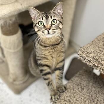 Rescue Domestic Short Hair Cats for Adoption in Portage, Michigan - Madame Purr | PetCurious