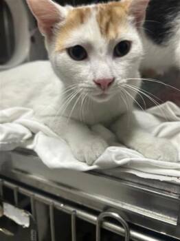Steve -  Domestic Short Hair Cat for Adoption in Largo, Florida - Steve | PetCurious