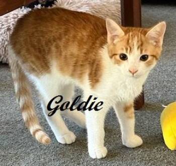 Rescue Domestic Short Hair Cats for Adoption in Southern Pines, North Carolina - Goldie | PetCurious