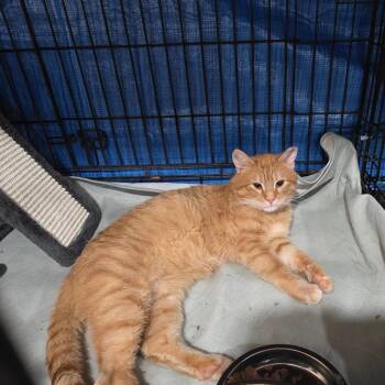 Domestic Short Hair Cats Available for Adoption in Abingdon, Maryland - 0326-156 Crocus | PetCurious