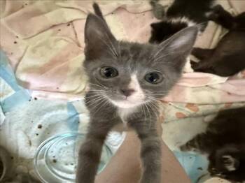 *WOLVERINE -  Domestic Short Hair Cat for Adoption in Woodland, California - *WOLVERINE | PetCurious