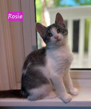 Rosie -  Domestic Short Hair Cat for Adoption in Aurora, Nebraska - Rosie | PetCurious