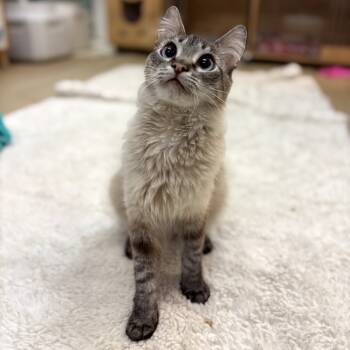 Rescue Domestic Medium Hair Cats for Adoption in Morgan Hill, California - Simone | PetCurious