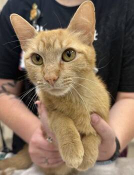 Frisky -  Domestic Short Hair Cat for Adoption in Fishers, Indiana - Frisky | PetCurious