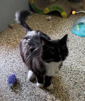 Rescue Tuxedo Cats for Adoption in Incline Village, Nevada - Felix | PetCurious