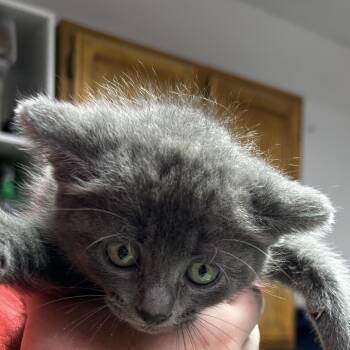 Domestic Short Hair Cats Available for Adoption in Leander, Texas - Laverne | PetCurious