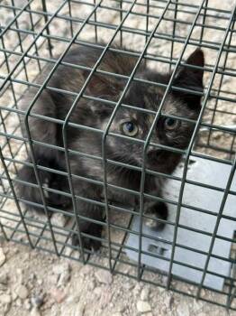 MIMI -  Domestic Short Hair Cat for Adoption in Casper, Wyoming - MIMI | PetCurious