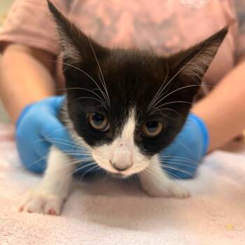 Agave -  Domestic Short Hair Cat for Adoption in Woodinville, Washington - Agave | PetCurious