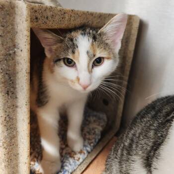 Poppi -  Domestic Short Hair Cat for Adoption in Fort Wayne, Indiana - Poppi | PetCurious