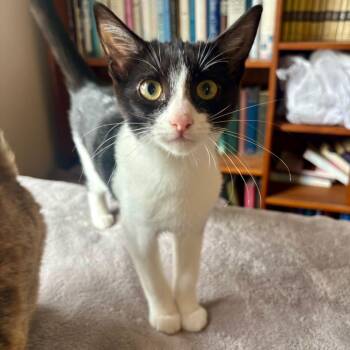 Rescue Domestic Short Hair Cats for Adoption in Los Angeles, California - Patrick Star | PetCurious