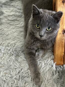 Domestic Short Hair Cats Available for Adoption in Bellmawr, New Jersey - Bumble | PetCurious