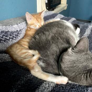 Domestic Short Hair Cats Available for Adoption - Solomon Perry-AR | PetCurious