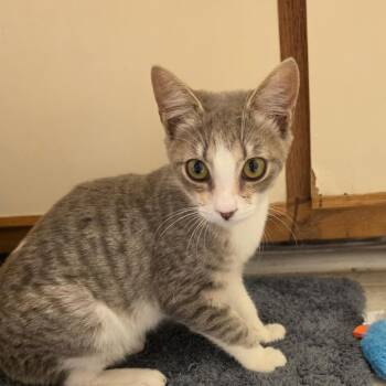 Bird -  Domestic Short Hair Cat for Adoption in Greensboro, North Carolina - Bird | PetCurious