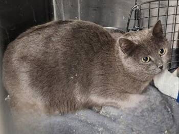 Domestic Short Hair Cats Available for Adoption in Butte, Montana - Chili - Feral Barn Cat | PetCurious