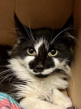Rescue Domestic Long Hair and Domestic Short Hair Cats for Adoption in Yakima, Washington - Caspian | PetCurious