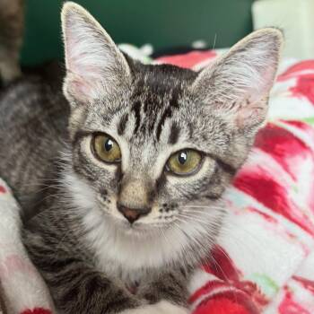 Eclipse -  Domestic Short Hair and Tabby Cat for Adoption in Brentwood, California - Eclipse | PetCurious