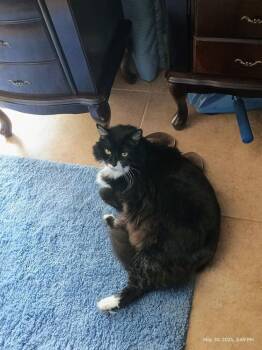 Oreo 7 -  Domestic Long Hair Cat for Adoption in Tucson, Arizona - Oreo 7 | PetCurious